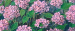 landschap detail: hortensia