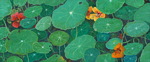 landschap detail: oostindische kers